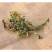 蒲公英茶带根带花纯干的新货蒲公英蒲公英