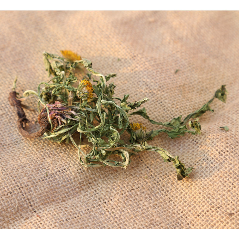蒲公英茶带根带花纯干的新货蒲公英蒲公英