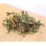 蒲公英茶带根带花纯干的新货蒲公英蒲公英