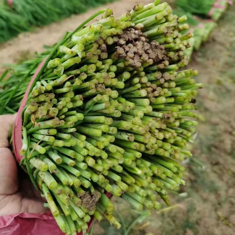 新鲜韭菜，一手货源，大量现货，物美廉价。