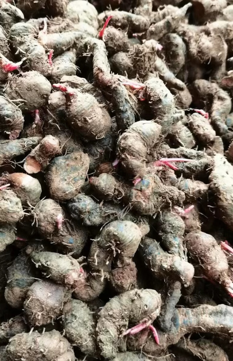云南纯野生草血竭
