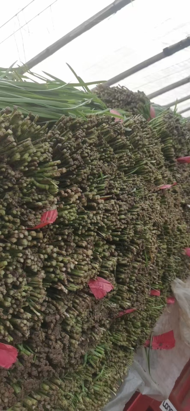 新鲜韭菜，一手货源，大量现货，物美廉价。