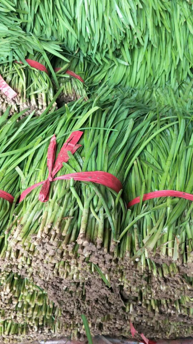 新鲜韭菜，一手货源，大量现货，物美廉价。