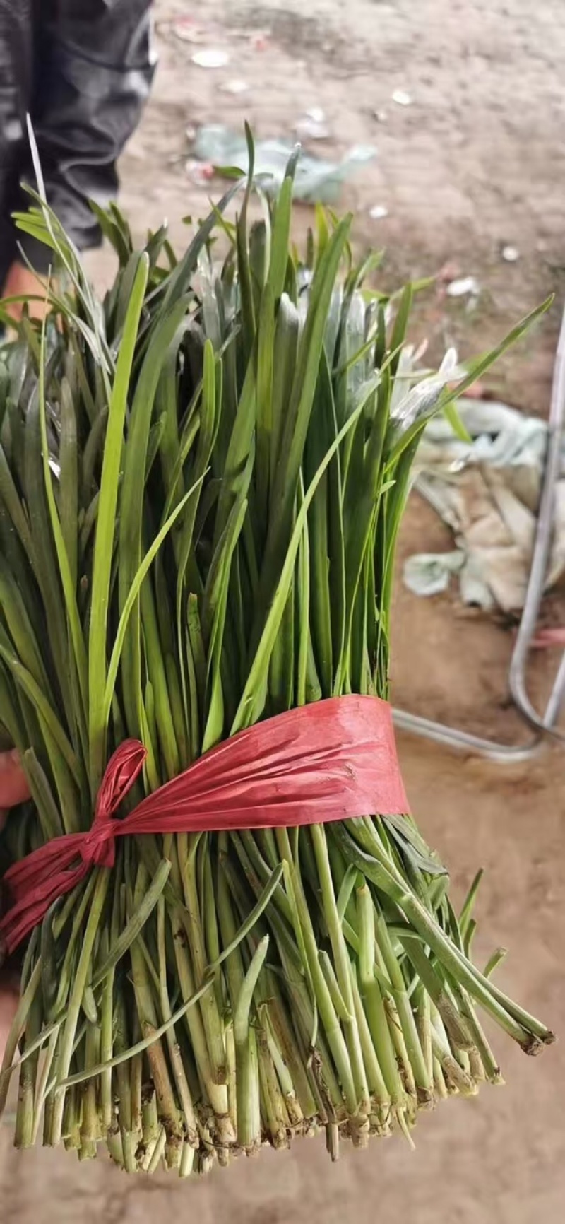 新鲜韭菜，一手货源，大量现货，物美廉价。