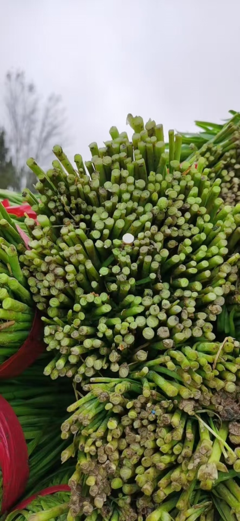 新鲜韭菜，一手货源，大量现货，物美廉价。