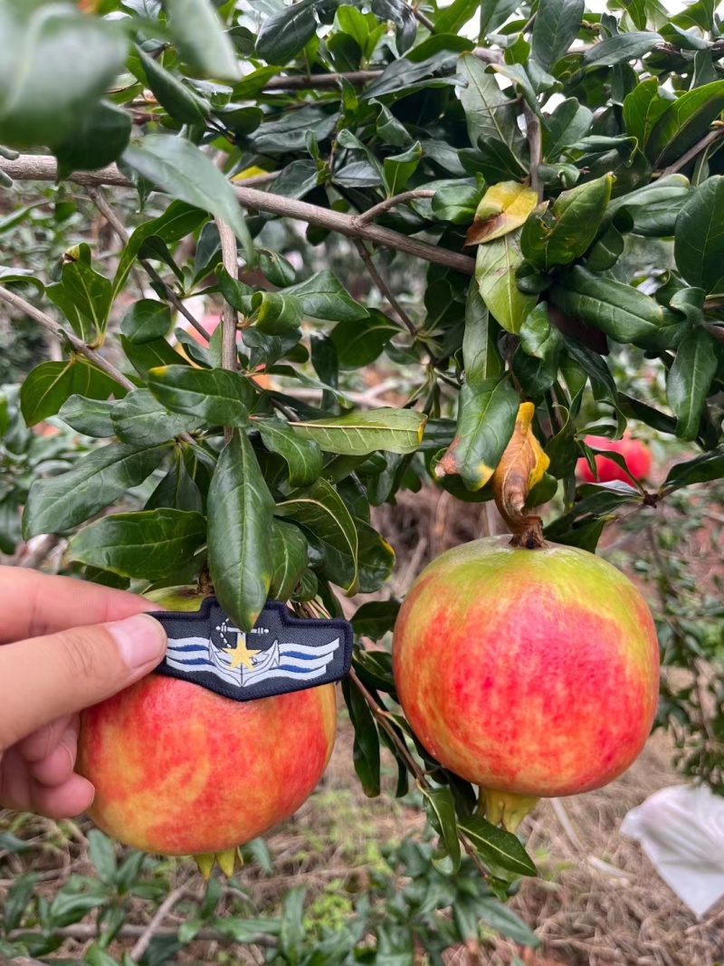 突尼斯软籽石榴石榴软籽石榴