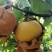 盐城本地秋月梨