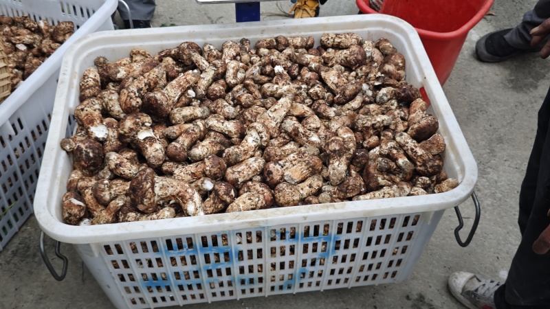 新鲜野松茸五以上的