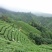 打油茶用鲜叶茶青