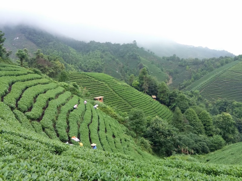 打油茶用鲜叶茶青