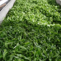 打油茶用鲜叶茶青