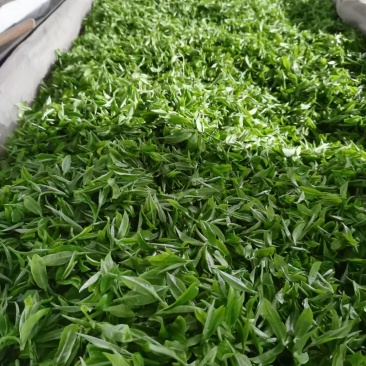 打油茶用鲜叶茶青