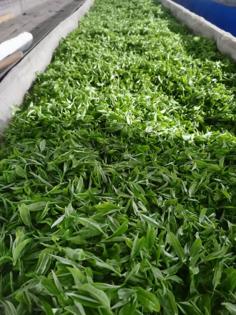 打油茶用鲜叶茶青