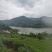 打油茶用鲜叶茶青