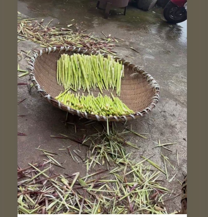 云南昭通高山小竹笋