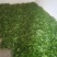 打油茶用鲜叶茶青