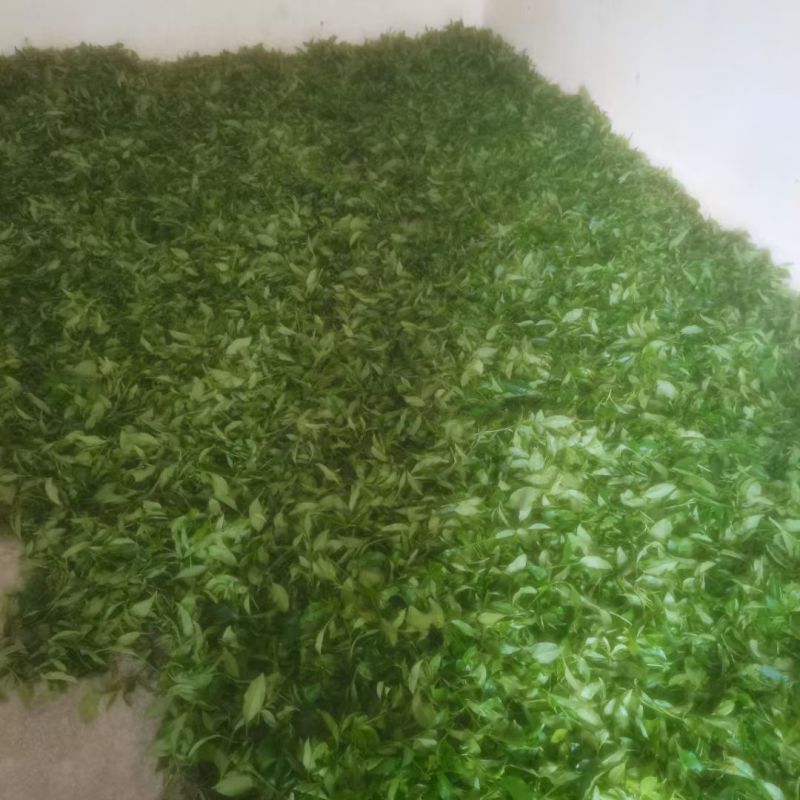 打油茶用鲜叶茶青