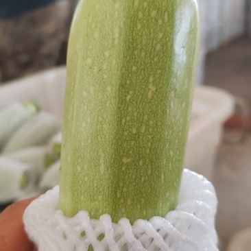 小瓜
