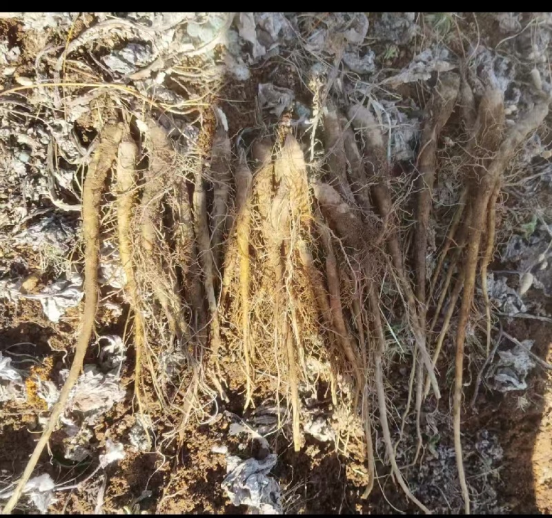 云南云木香苗，大量在售，1000棵起包邮，欢迎下单致电