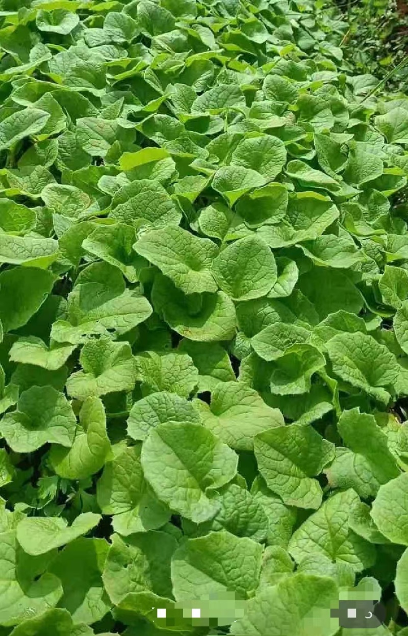 云南云木香苗，大量在售，1000棵起包邮，欢迎下单致电
