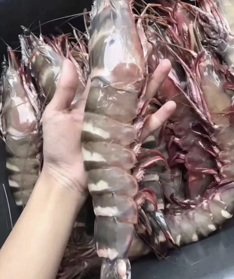 活冻黑虎虾大量供应量大从优，一手货源，欢迎咨询