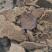10—50斤菜籽油