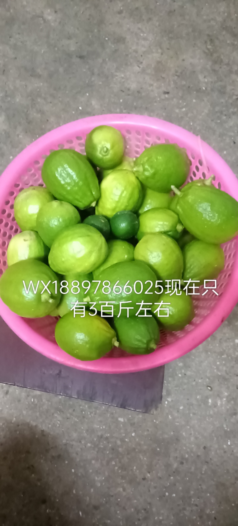 自家种植的广东香水柠檬，个个饱满，全部放农家肥