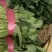 【量大优惠】河南菠菜品质保障对接全国批发电商商超电商
