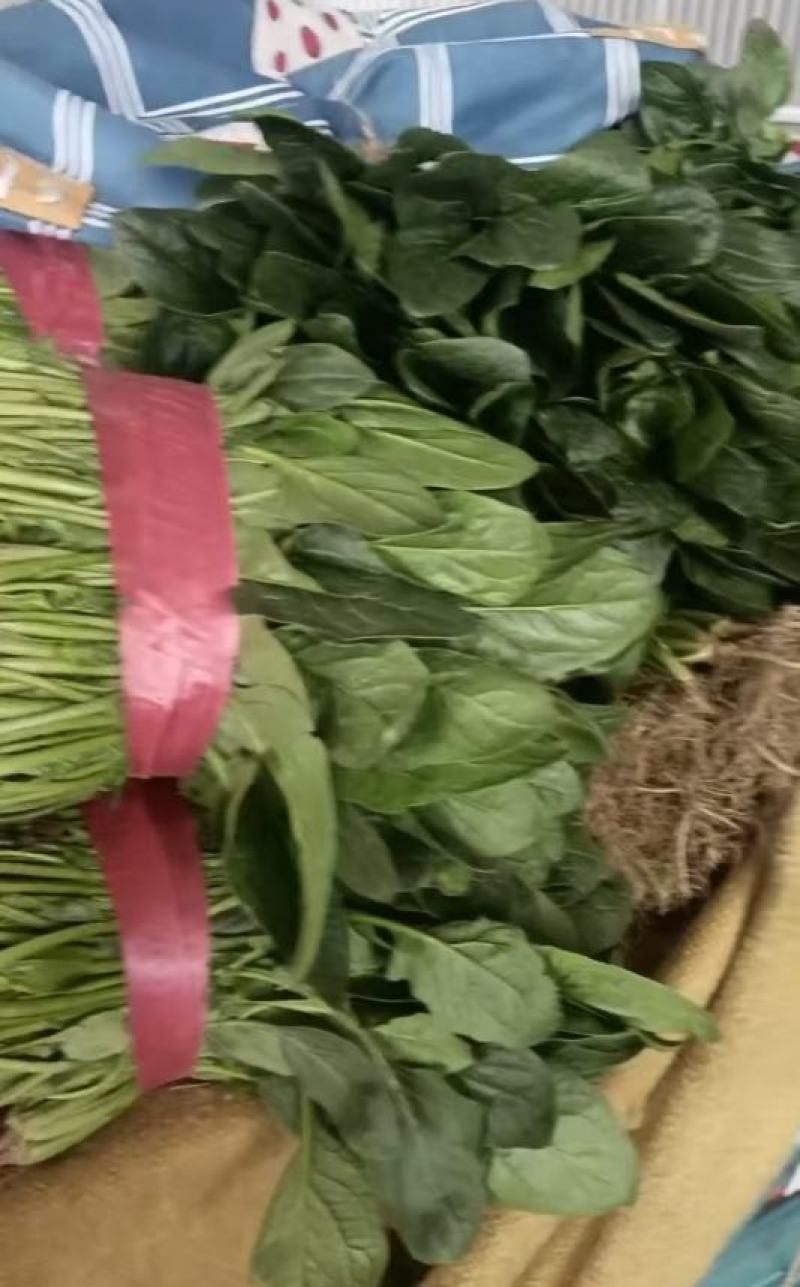 【量大优惠】河南菠菜品质保障对接全国批发电商商超电商