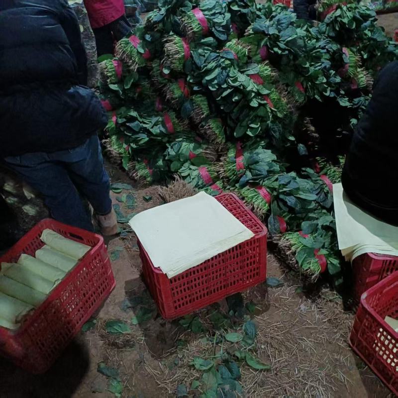 【量大优惠】河南菠菜品质保障对接全国批发电商商超电商