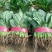 【量大优惠】河南菠菜品质保障对接全国批发电商商超电商