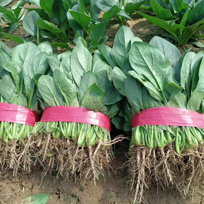 【量大优惠】河南菠菜品质保障对接全国批发电商商超电商