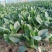 【量大优惠】河南菠菜品质保障对接全国批发电商商超电商