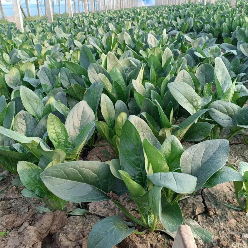 【量大优惠】河南菠菜品质保障对接全国批发电商商超电商