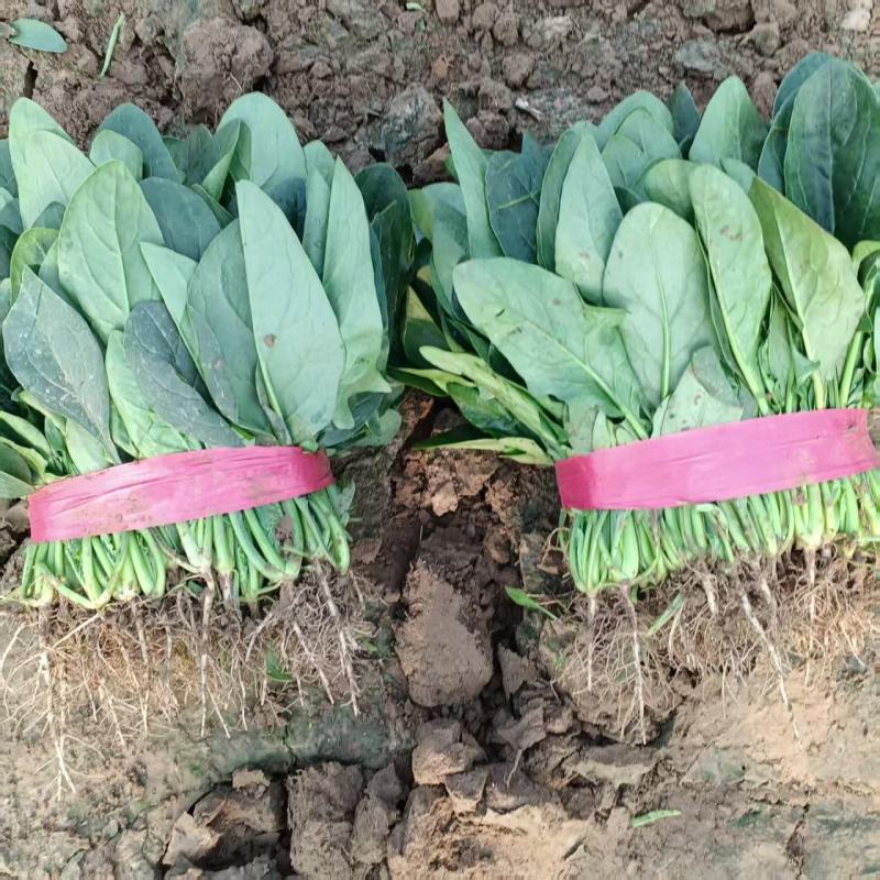 【量大优惠】河南菠菜品质保障对接全国批发电商商超电商