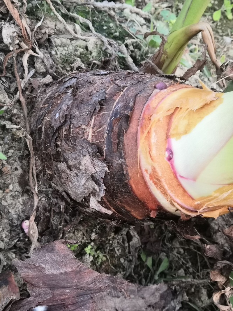 正宗纯正荔浦芋头种子