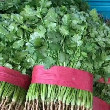 【品质】河南香菜产地直供对接全国批发欢迎来电咨询