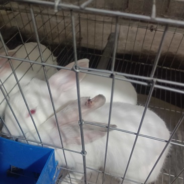 种兔