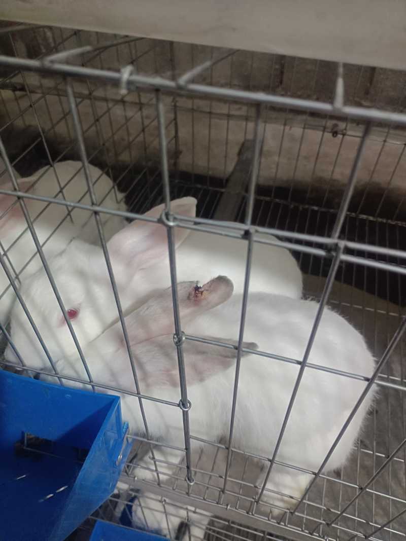 种兔