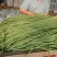 【量大优惠】河南豆角品质保障对接全国批发电商商超