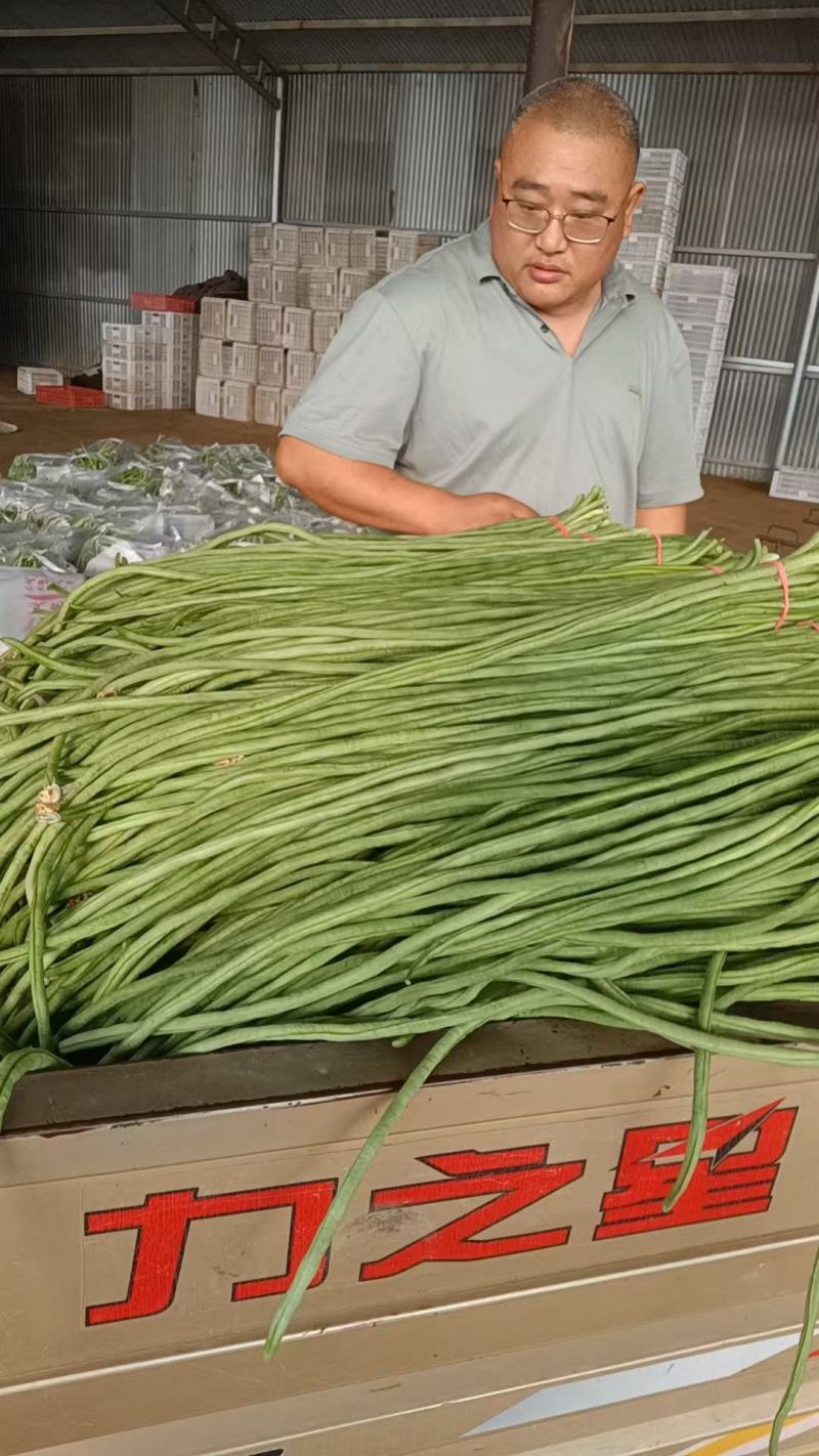 【量大优惠】河南豆角品质保障对接全国批发电商商超