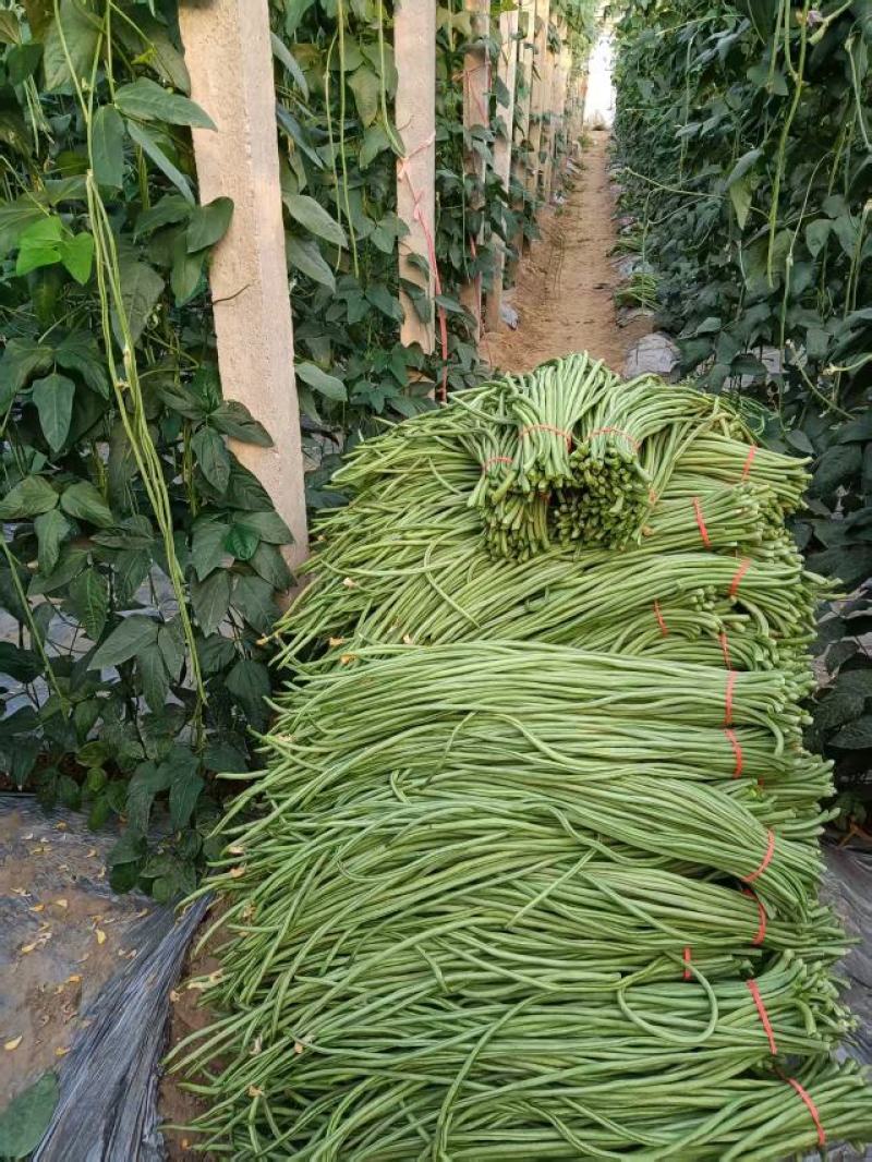 【量大优惠】河南豆角品质保障对接全国批发电商商超