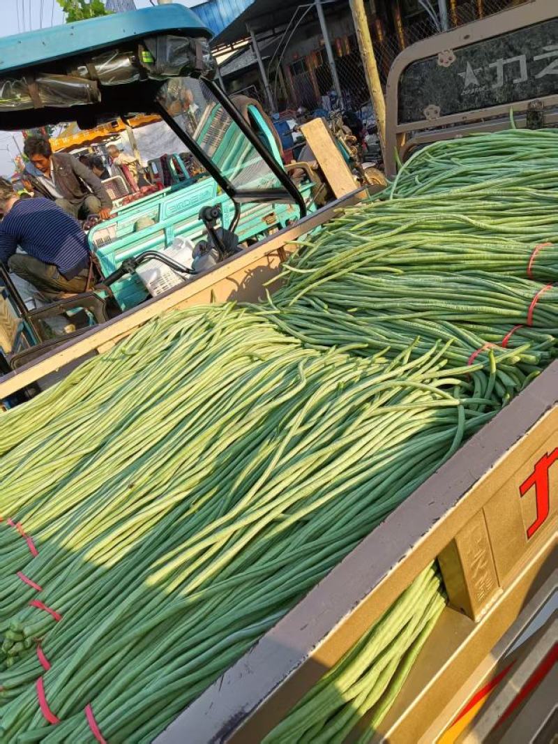 【量大优惠】河南豆角品质保障对接全国批发电商商超