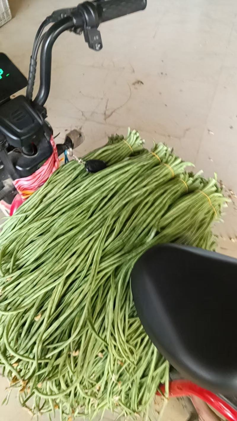 【量大优惠】河南豆角品质保障对接全国批发电商商超