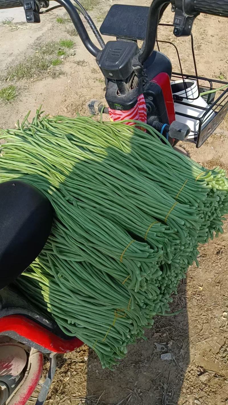 【量大优惠】河南豆角品质保障对接全国批发电商商超