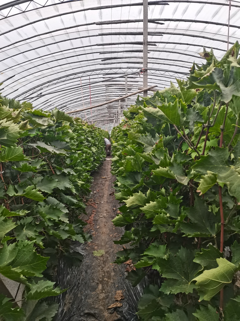 玫瑰香葡萄，【精品】对接批发采购市场等等，货源充足