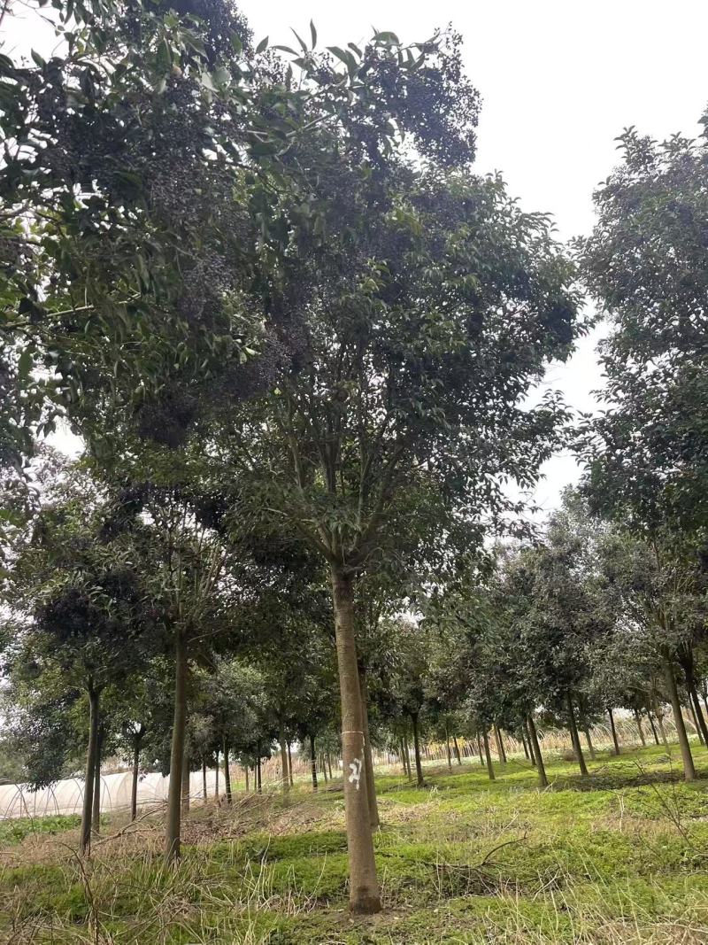 【推荐】江苏东台大叶女贞大量上市价格美丽基地发货