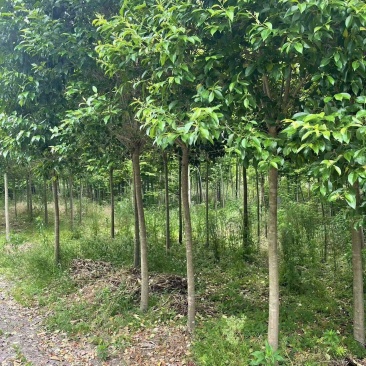 大叶女贞规格齐全,产地发货,价格美丽,欢迎咨询
