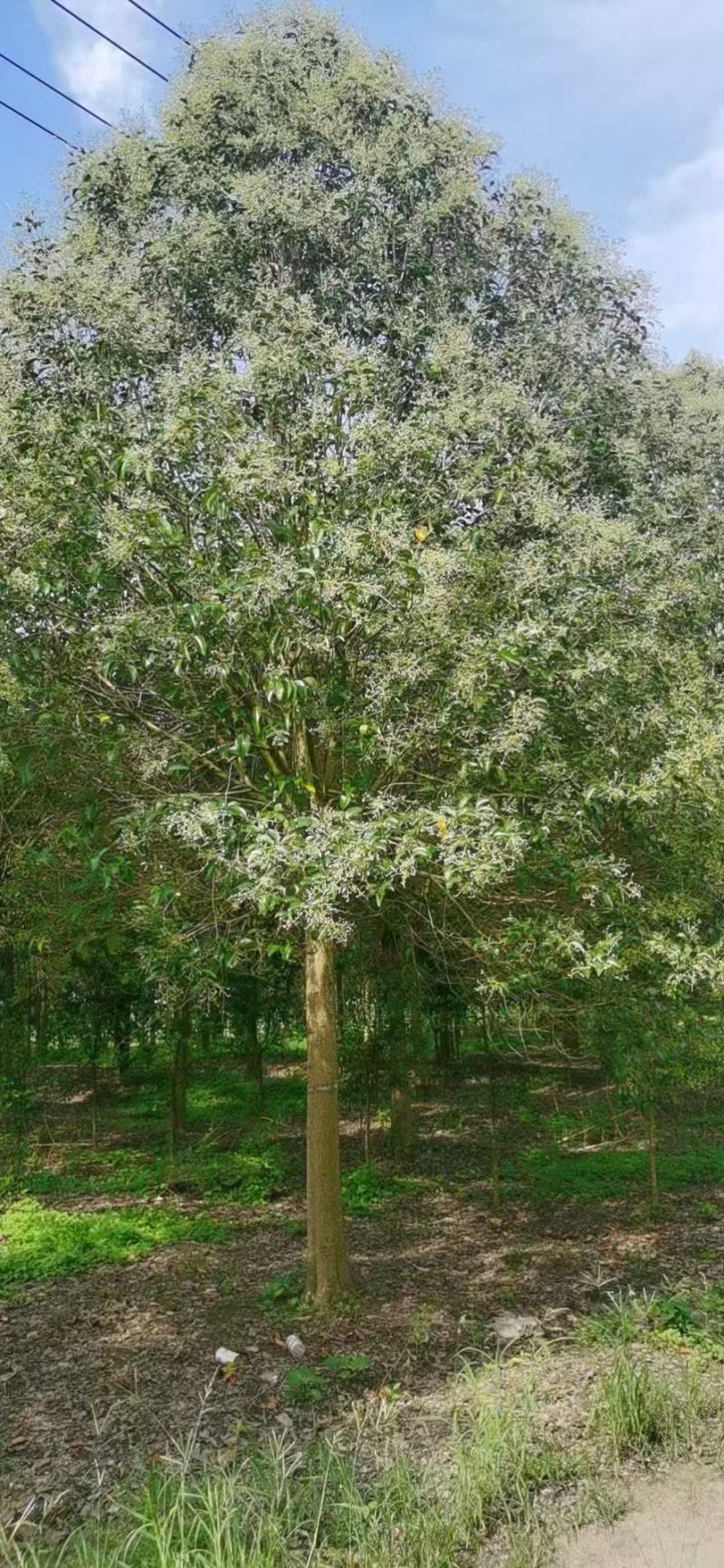 大叶女贞规格齐全，产地发货，价格美丽，欢迎咨询