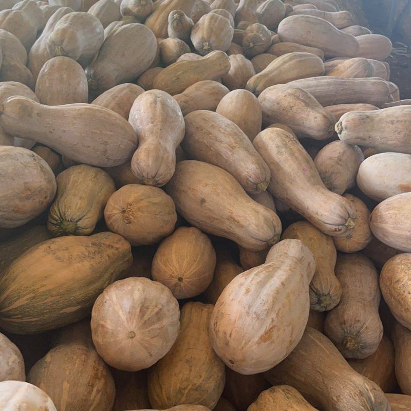 【推荐】蜜本南瓜湖北蜜本南瓜货源充足可对接食堂等